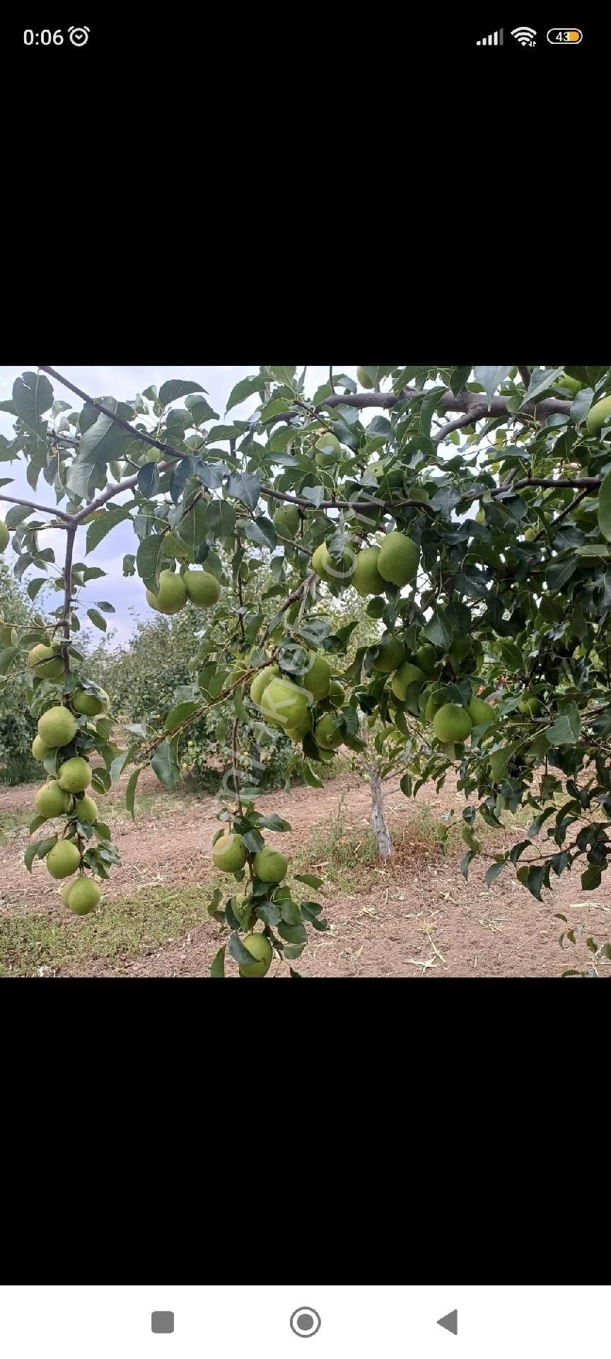 Kaçmaz Emlaktan Yeşilhisarda Satılık Meyve Bahçesi Armut Bahçesi - Görsel 7