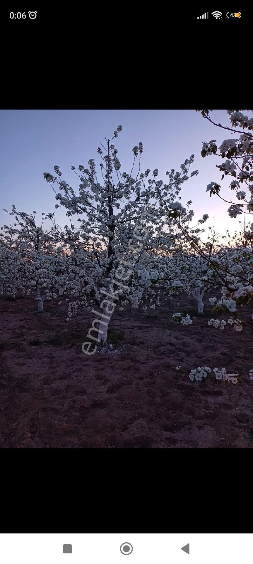 Kaçmaz Emlaktan Yeşilhisarda Satılık Meyve Bahçesi Armut Bahçesi - Görsel 8