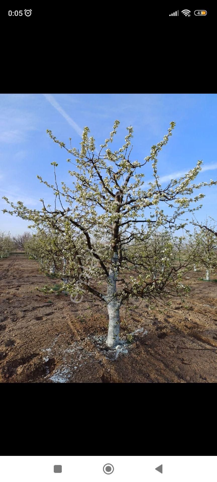 Kaçmaz Emlaktan Yeşilhisarda Satılık Meyve Bahçesi Armut Bahçesi - Görsel 2