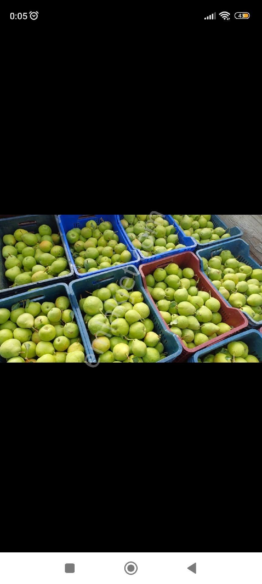 Kaçmaz Emlaktan Yeşilhisarda Satılık Meyve Bahçesi Armut Bahçesi - Görsel 3