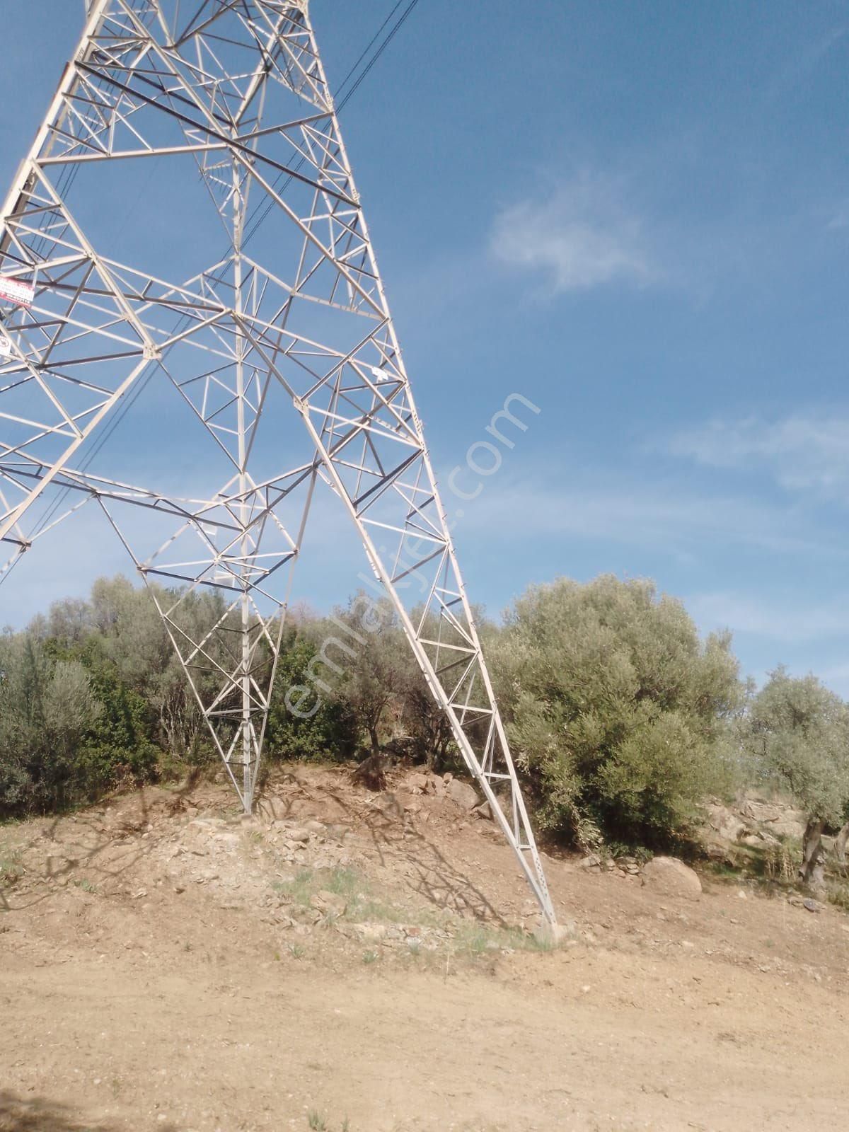Söke Çalışlı Köyü Caminin Üst Kısmında Satılık 7 Dönüm Zeytinlik - Görsel 2