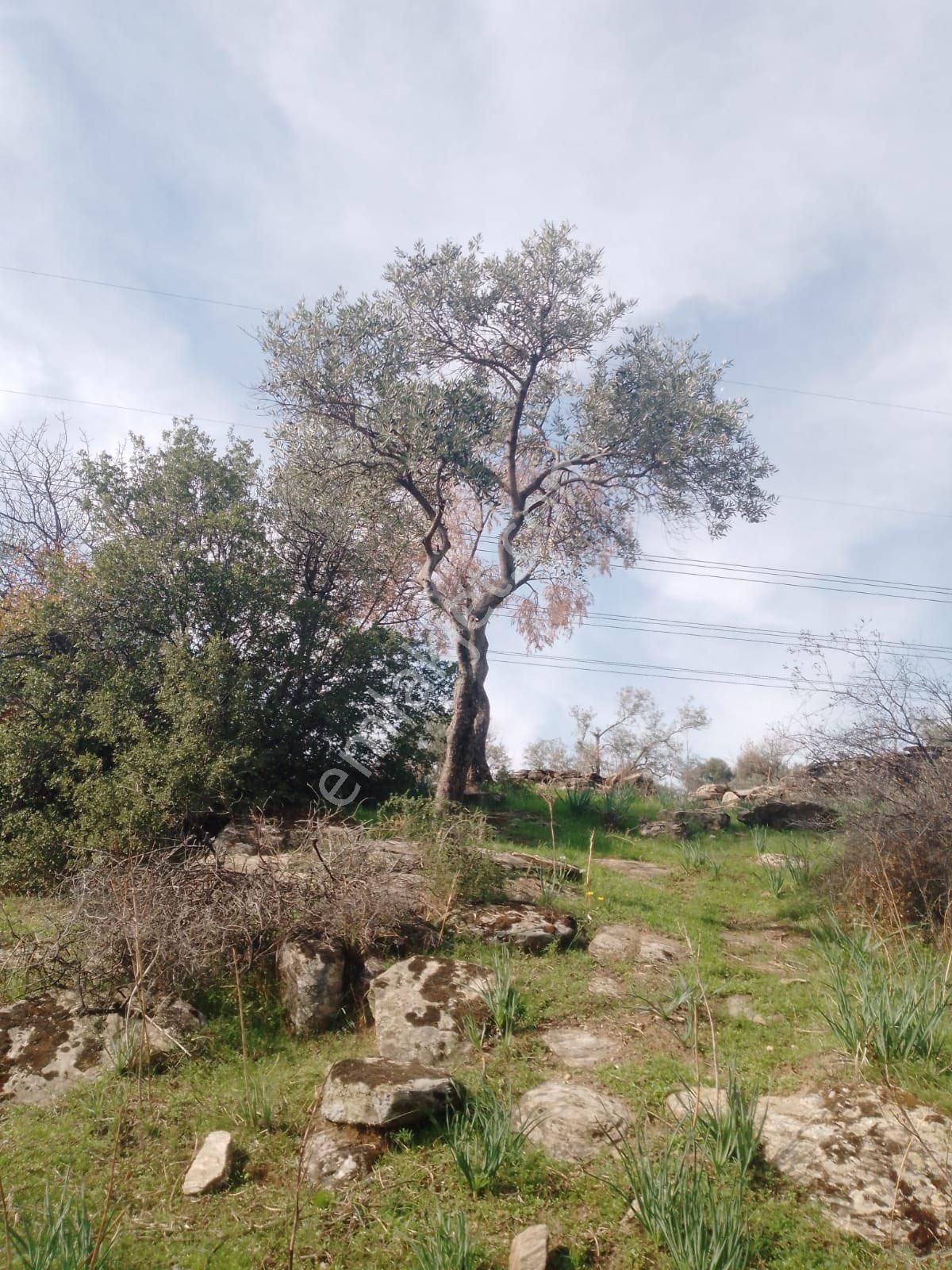 Söke Çalışlı Köyü Caminin Üst Kısmında Satılık 7 Dönüm Zeytinlik - Görsel 20