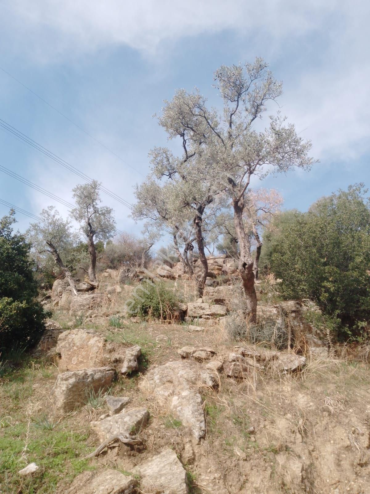 Söke Çalışlı Köyü Caminin Üst Kısmında Satılık 7 Dönüm Zeytinlik - Görsel 10