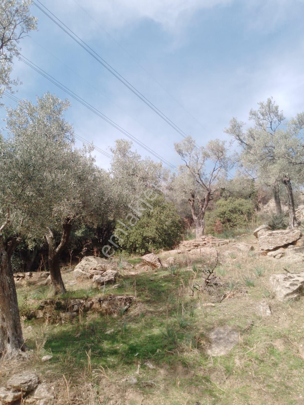 Söke Çalışlı Köyü Caminin Üst Kısmında Satılık 7 Dönüm Zeytinlik - Görsel 4