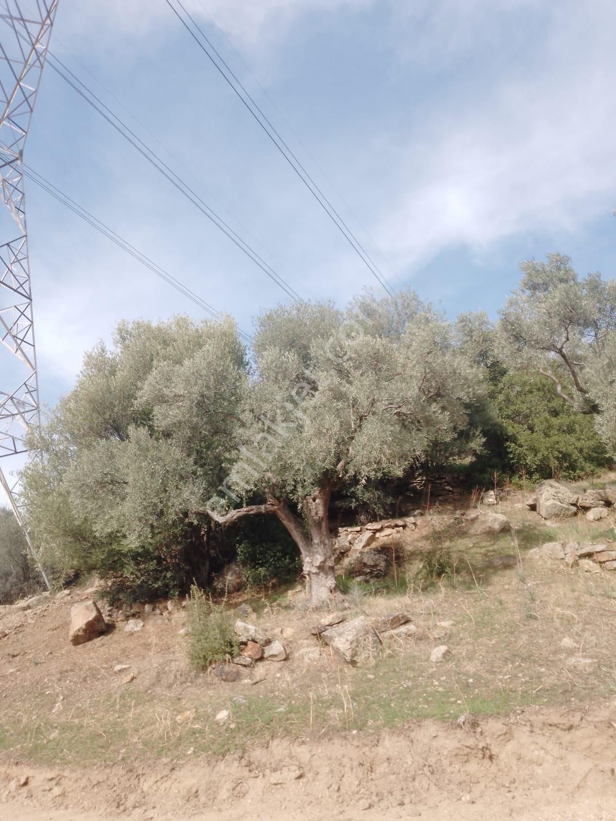 Söke Çalışlı Köyü Caminin Üst Kısmında Satılık 7 Dönüm Zeytinlik - Görsel 7