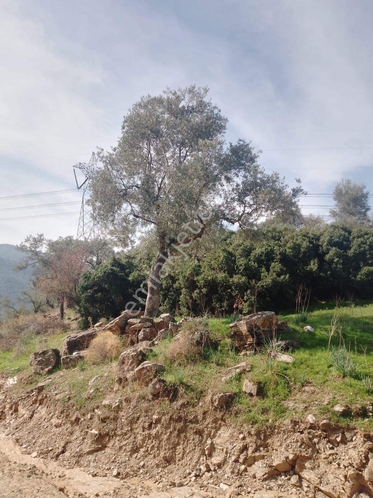 Söke Çalışlı Köyü Caminin Üst Kısmında Satılık 7 Dönüm Zeytinlik - Görsel 21