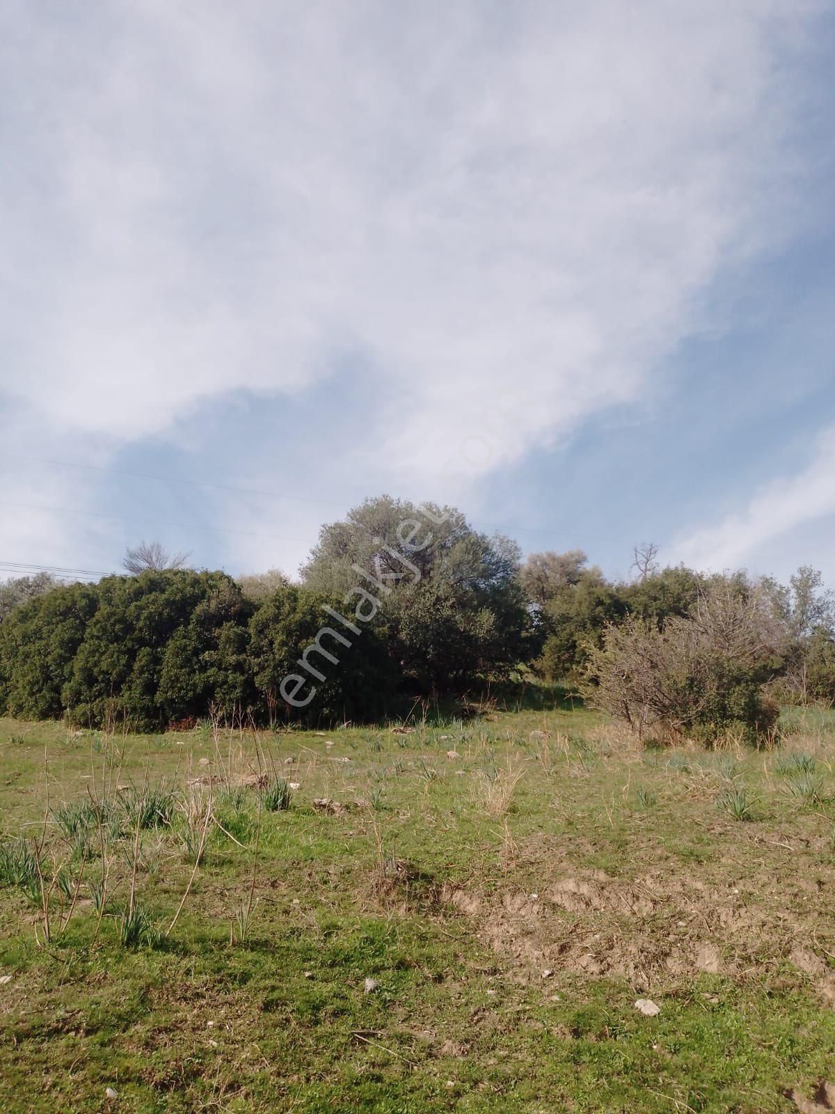 Söke Çalışlı Köyü Caminin Üst Kısmında Satılık 7 Dönüm Zeytinlik - Görsel 13