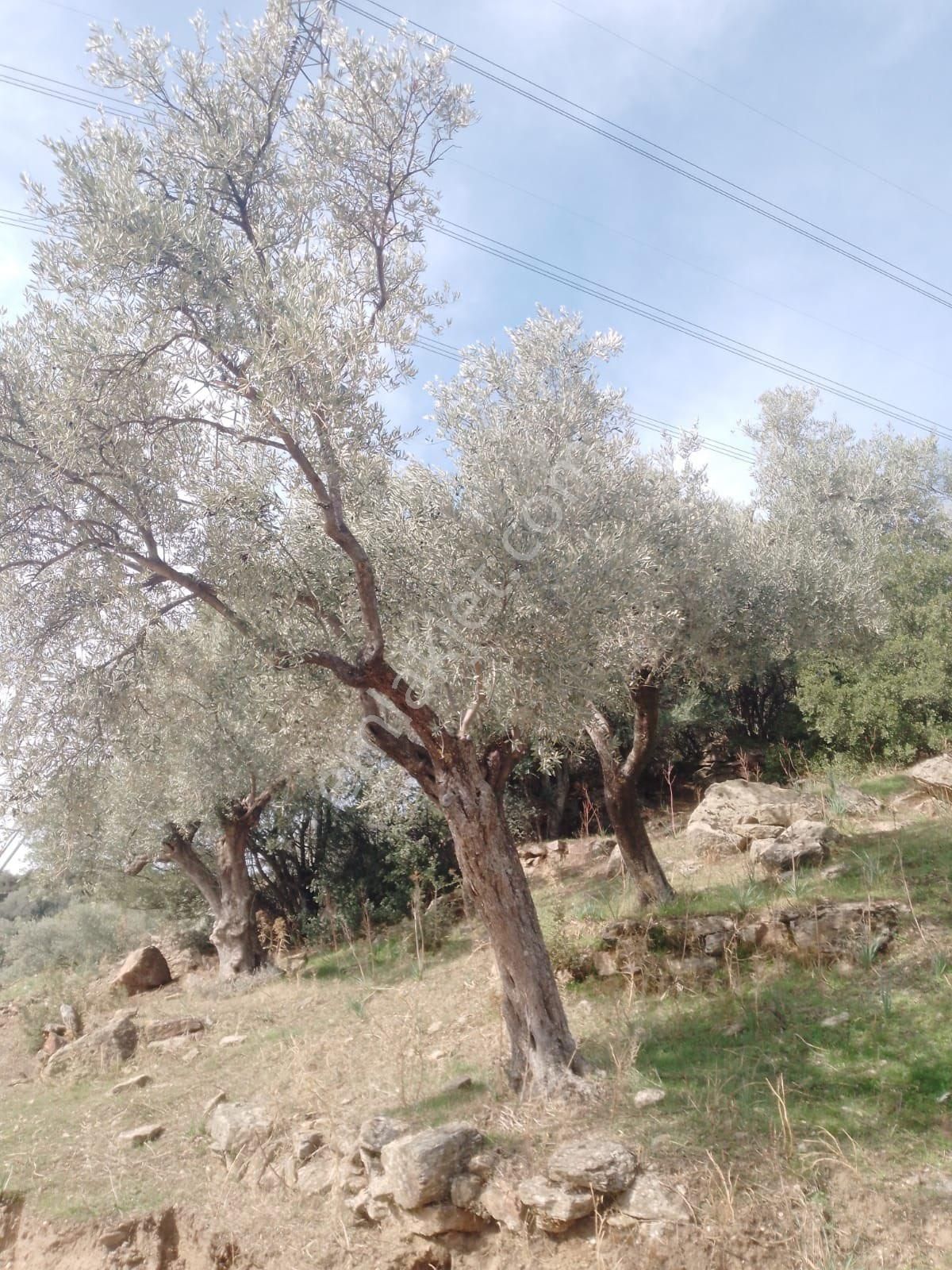 Söke Çalışlı Köyü Caminin Üst Kısmında Satılık 7 Dönüm Zeytinlik - Görsel 12