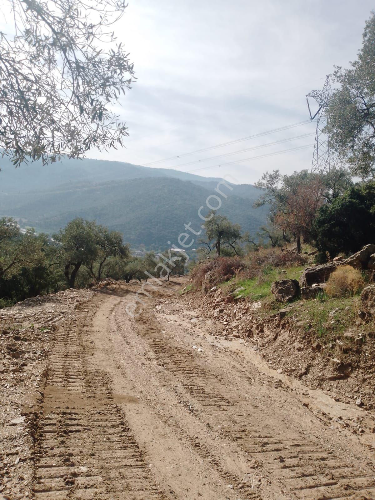 Söke Çalışlı Köyü Caminin Üst Kısmında Satılık 7 Dönüm Zeytinlik - Görsel 19