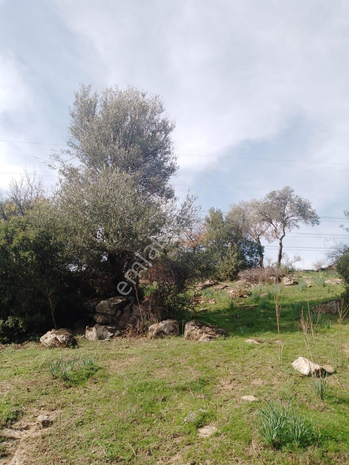 Söke Çalışlı Köyü Caminin Üst Kısmında Satılık 7 Dönüm Zeytinlik - Görsel 17