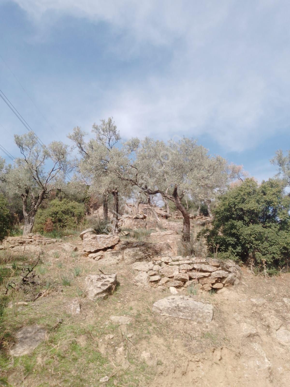 Söke Çalışlı Köyü Caminin Üst Kısmında Satılık 7 Dönüm Zeytinlik - Görsel 6