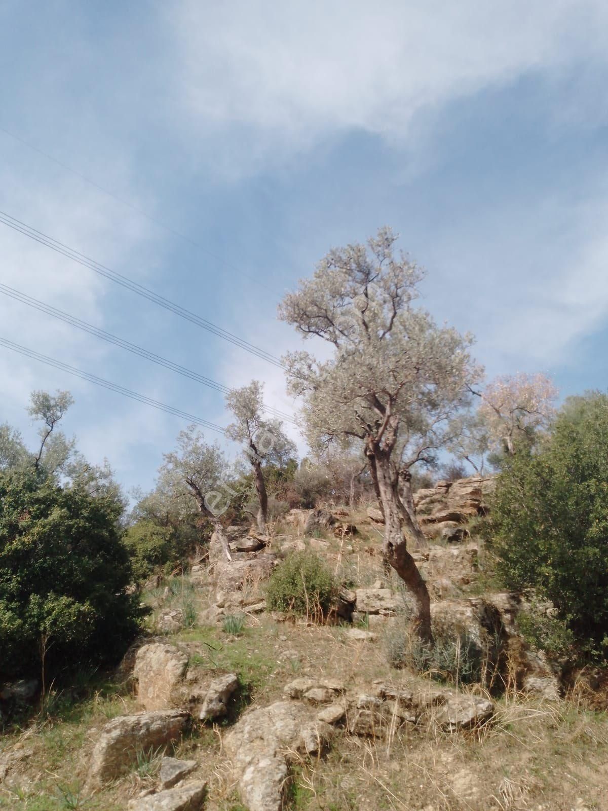 Söke Çalışlı Köyü Caminin Üst Kısmında Satılık 7 Dönüm Zeytinlik - Görsel 5