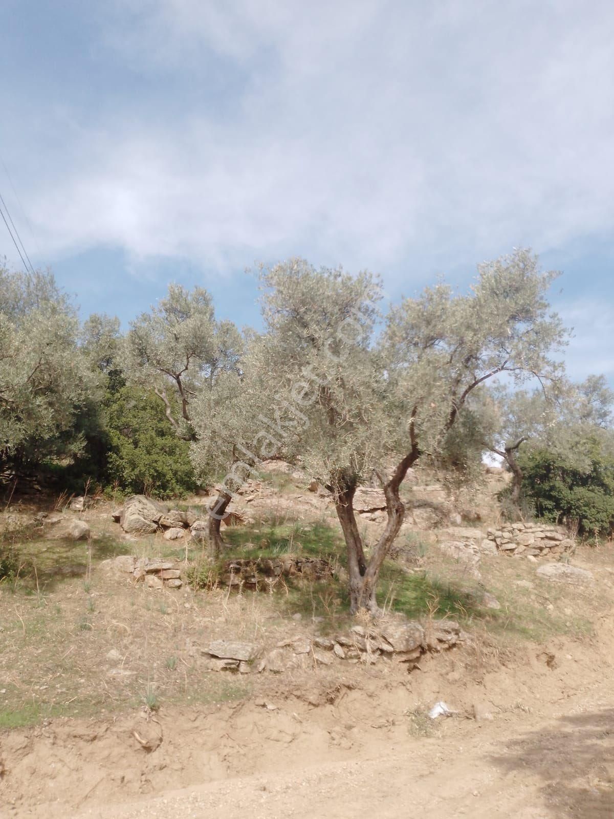 Söke Çalışlı Köyü Caminin Üst Kısmında Satılık 7 Dönüm Zeytinlik