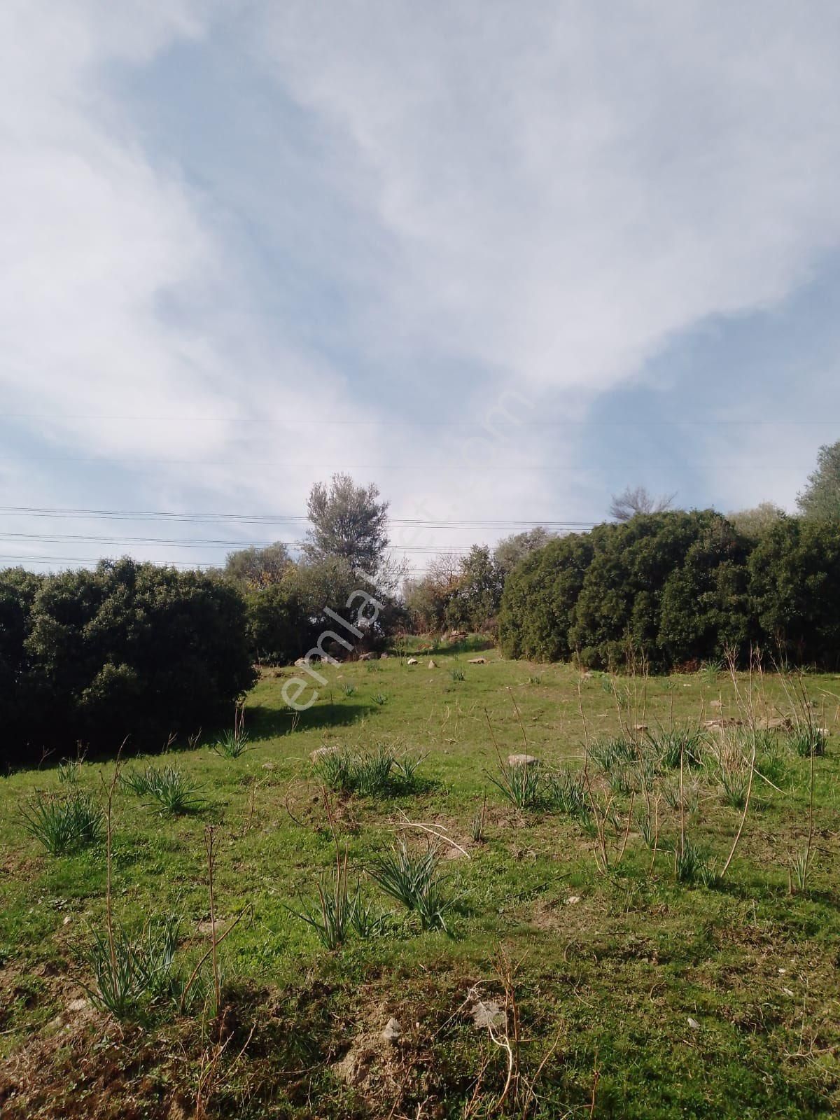 Söke Çalışlı Köyü Caminin Üst Kısmında Satılık 7 Dönüm Zeytinlik - Görsel 14