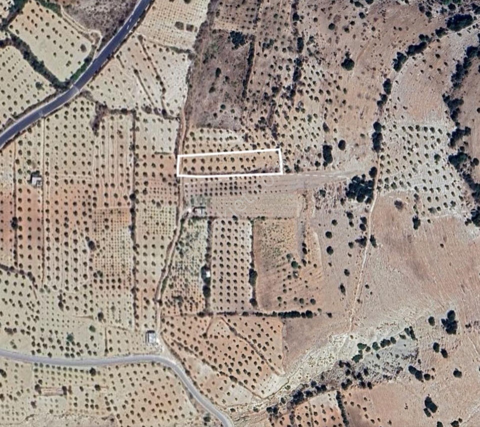 Morcalı Da Satılık 3 Dünüm Tek Tapu Zeytinlik - Görsel 5