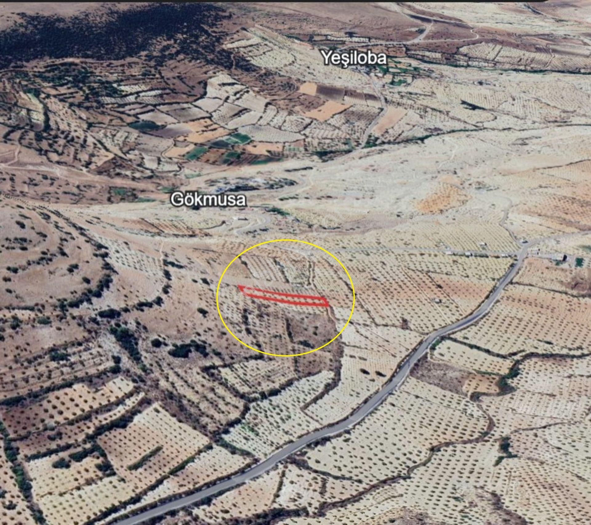 Morcalı Da Satılık 3 Dünüm Tek Tapu Zeytinlik - Görsel 6