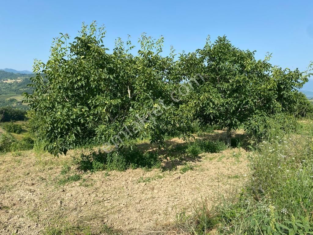 Hamamlıda 9.700 M2 Ceviz Bahçesi - Görsel 6
