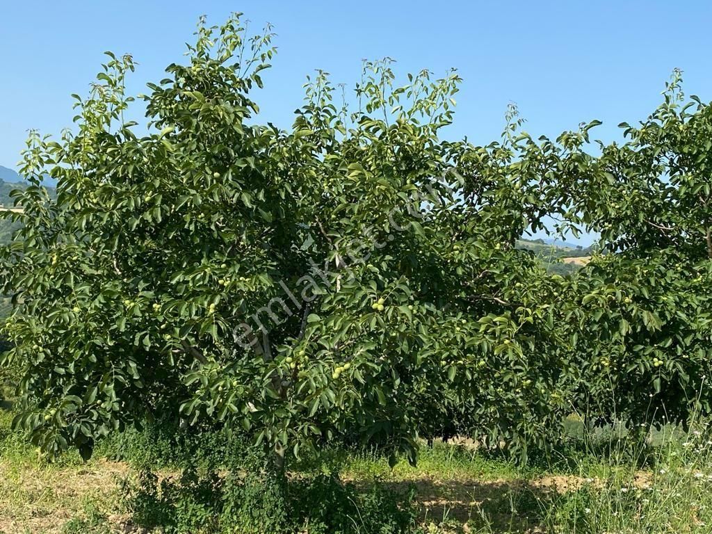 Hamamlıda 9.700 M2 Ceviz Bahçesi