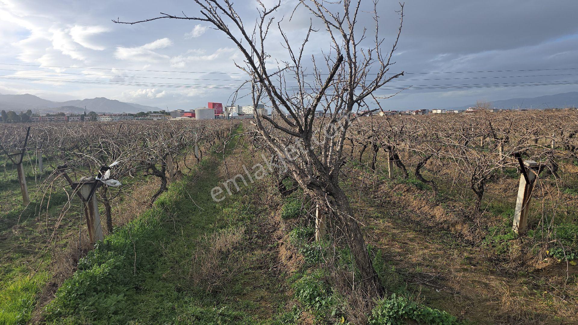 10 Gün Geçerli Alaşehir Merkeze Yakın 10.300 Metre Üzüm Bağı Acil. - Görsel 7