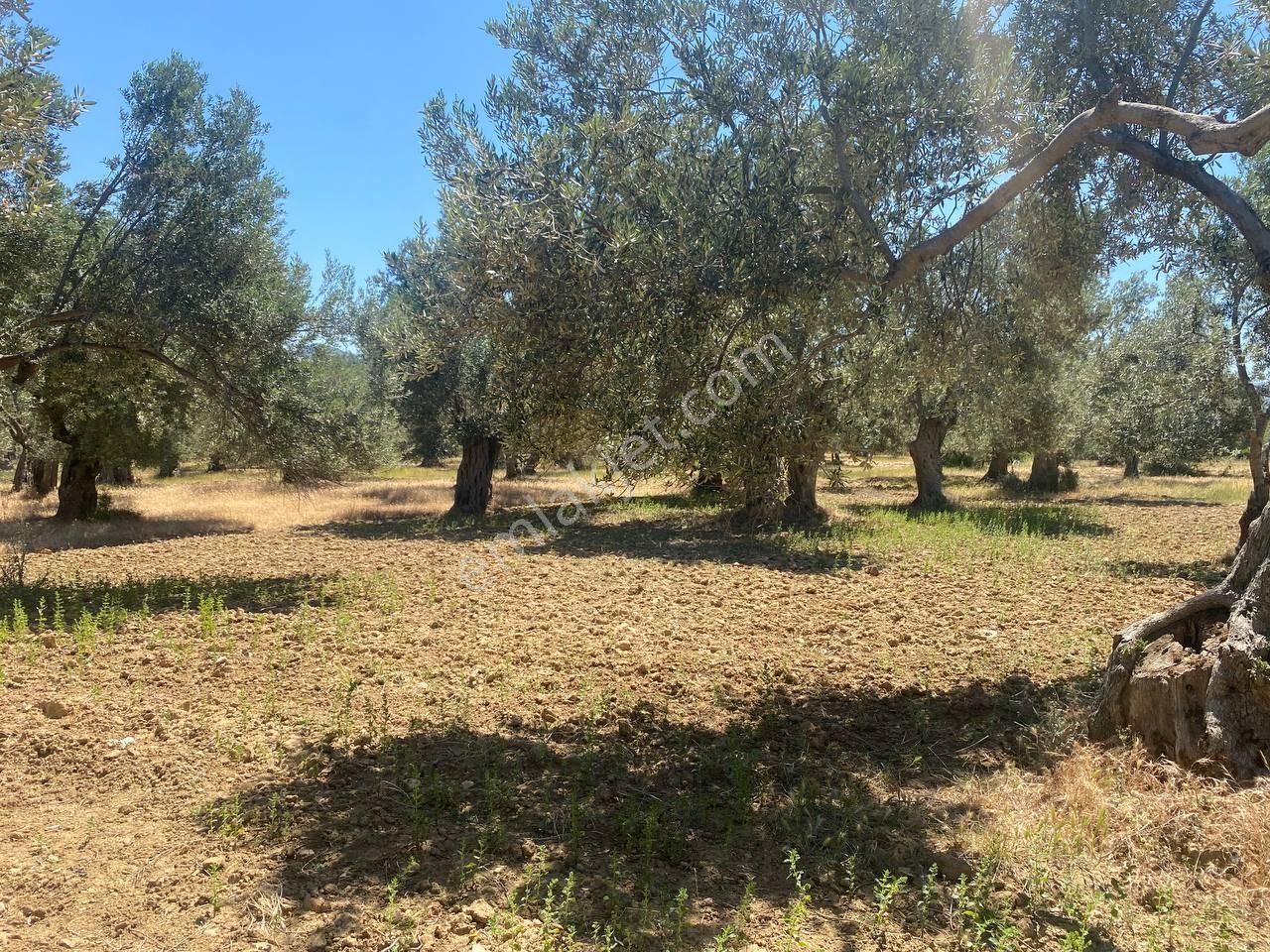 💎 Aktiften Şarköy'de Hem Yatırım Hem Üretim İçin Uygun 1140m2 Satılık Zeytinlik🧨 - Görsel 34
