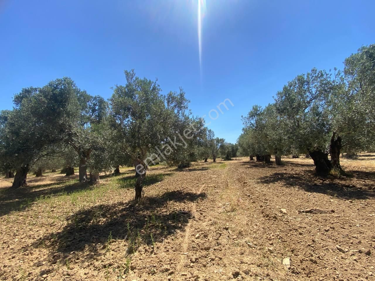 💎 Aktiften Şarköy'de Hem Yatırım Hem Üretim İçin Uygun 1140m2 Satılık Zeytinlik🧨 - Görsel 3