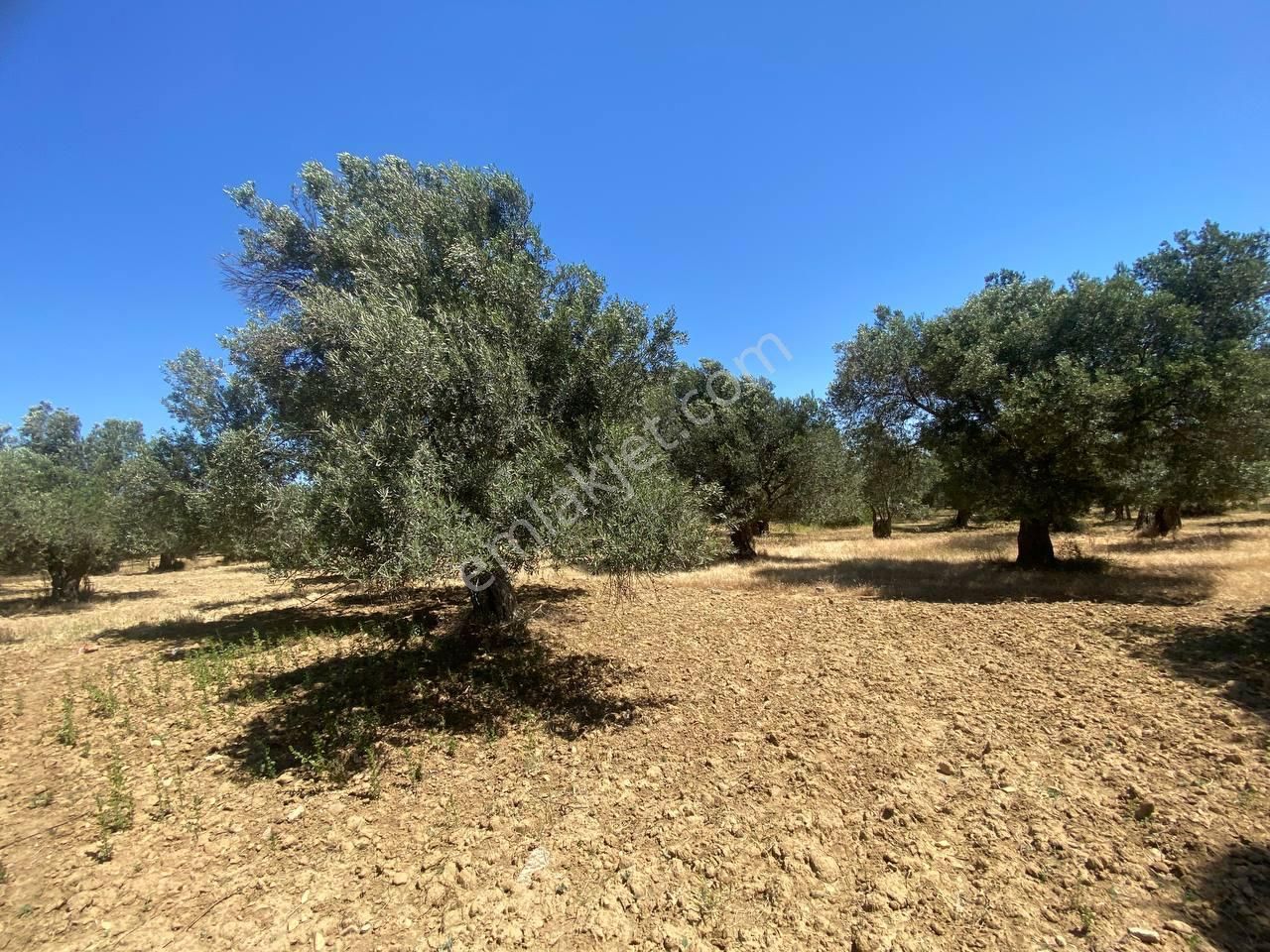 💎 Aktiften Şarköy'de Hem Yatırım Hem Üretim İçin Uygun 1140m2 Satılık Zeytinlik🧨 - Görsel 15