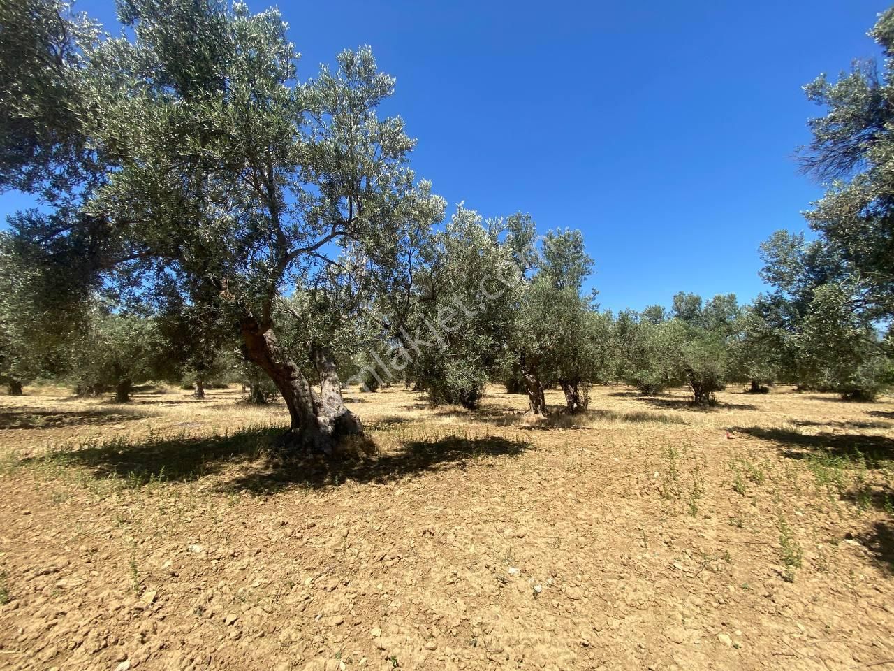 💎 Aktiften Şarköy'de Hem Yatırım Hem Üretim İçin Uygun 1140m2 Satılık Zeytinlik🧨 - Görsel 18