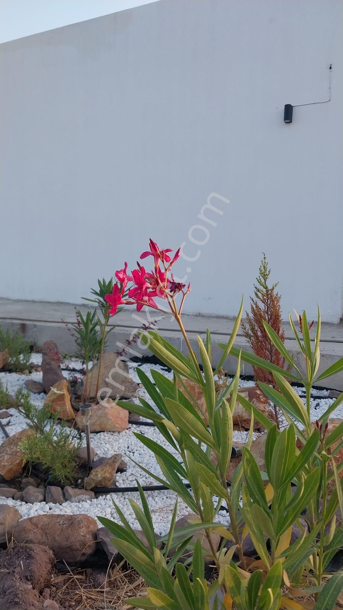 Beyciler'de 627 M2 Müstakil Parselde Tek Katlı Teraslı Villa - Görsel 22