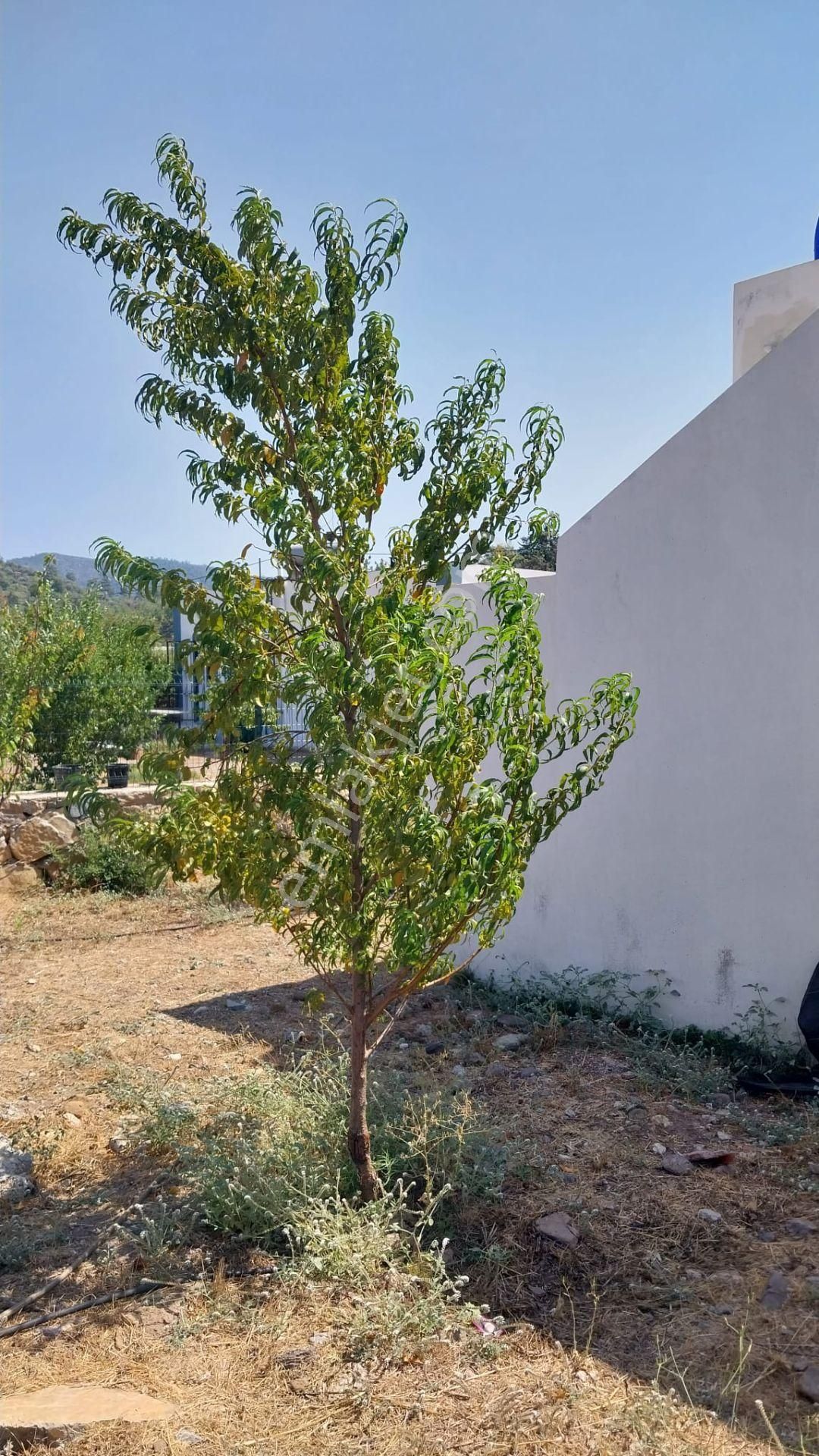 Beyciler'de 627 M2 Müstakil Parselde Tek Katlı Teraslı Villa - Görsel 24