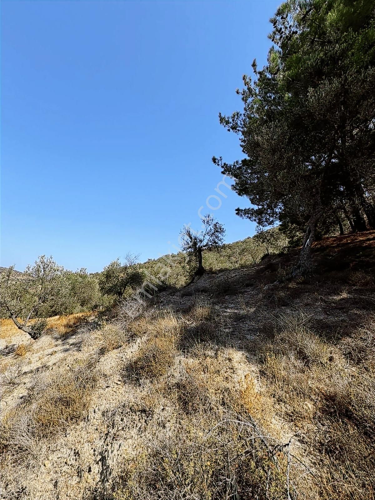 Onmax Burhaniye Hisar Köyü Satılık 2800 M2 Zeytinlik - Görsel 2