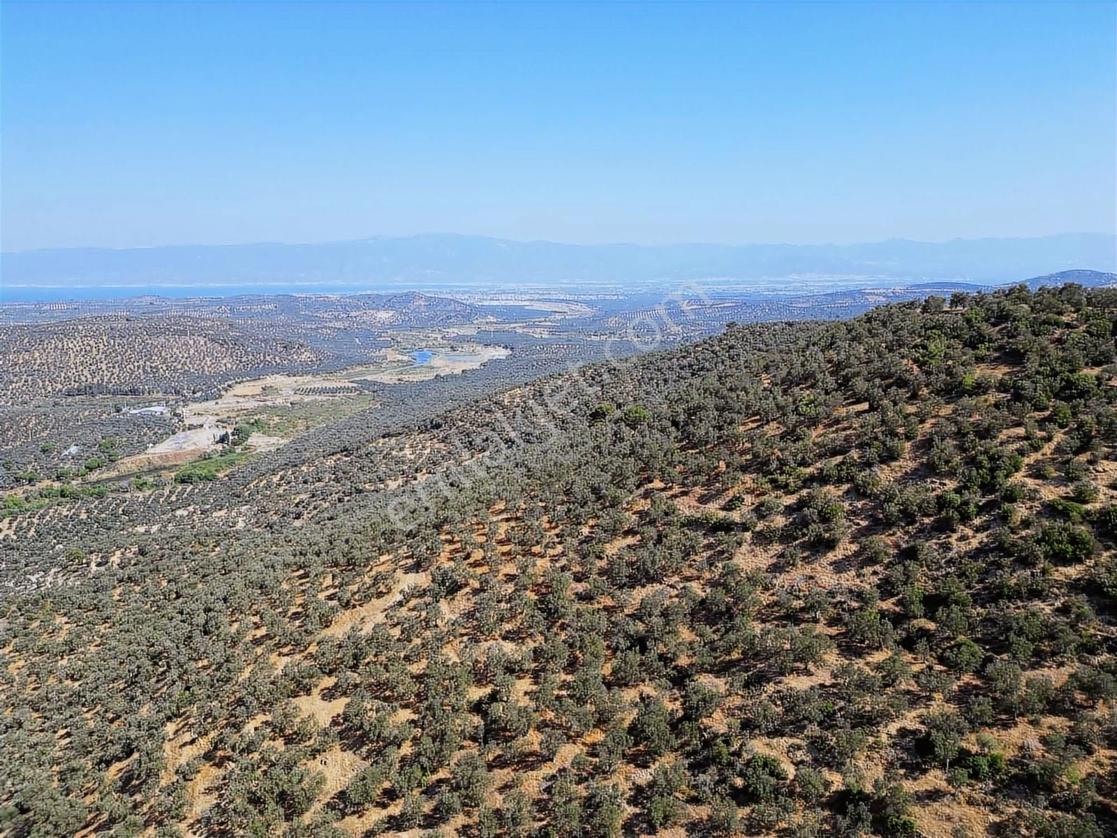 Onmax Burhaniye Hisar Köyü Satılık 2800 M2 Zeytinlik - Görsel 9