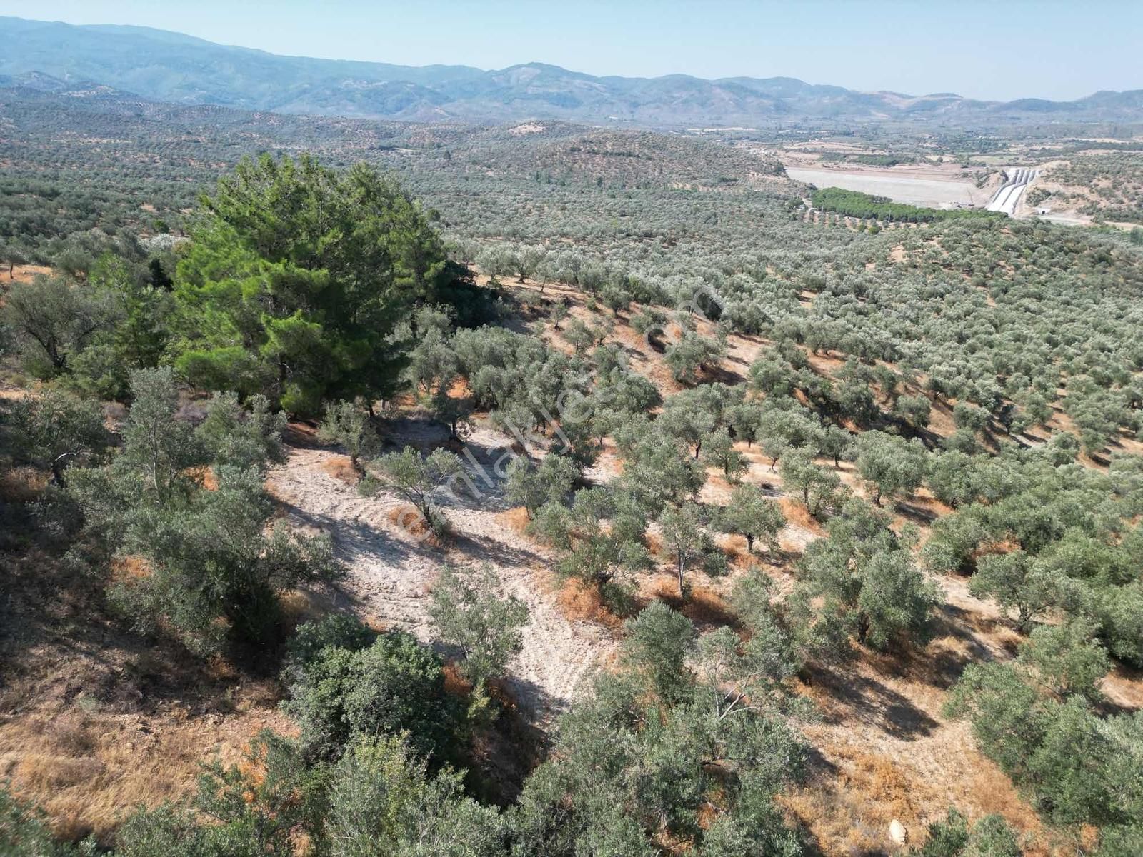 Onmax Burhaniye Hisar Köyü Satılık 2800 M2 Zeytinlik - Görsel 18