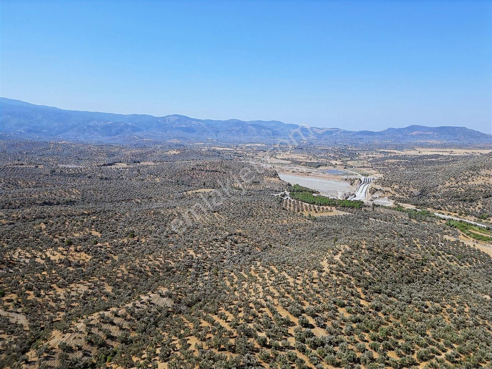 Onmax Burhaniye Hisar Köyü Satılık 2800 M2 Zeytinlik - Görsel 5