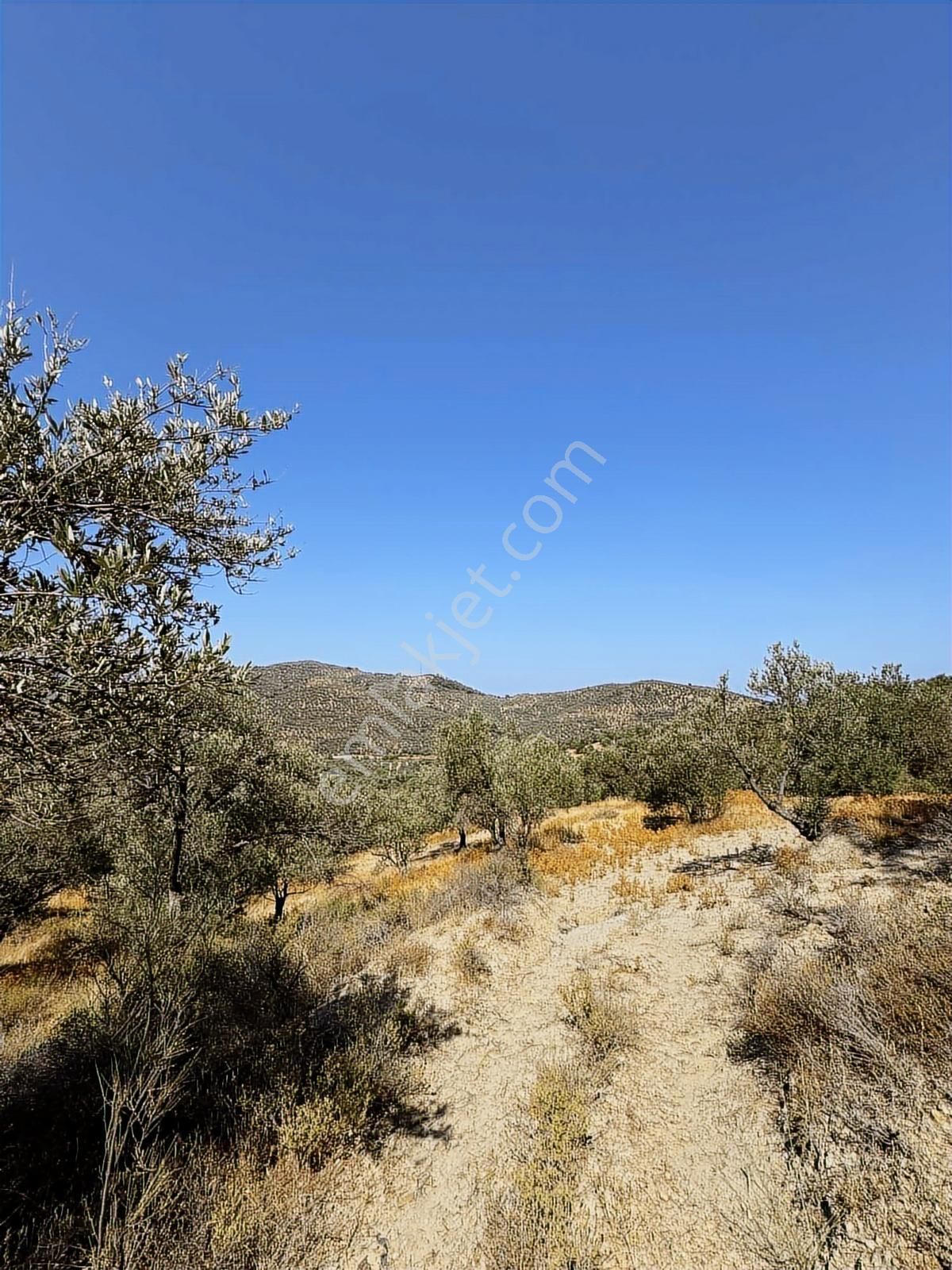 Onmax Burhaniye Hisar Köyü Satılık 2800 M2 Zeytinlik - Görsel 34