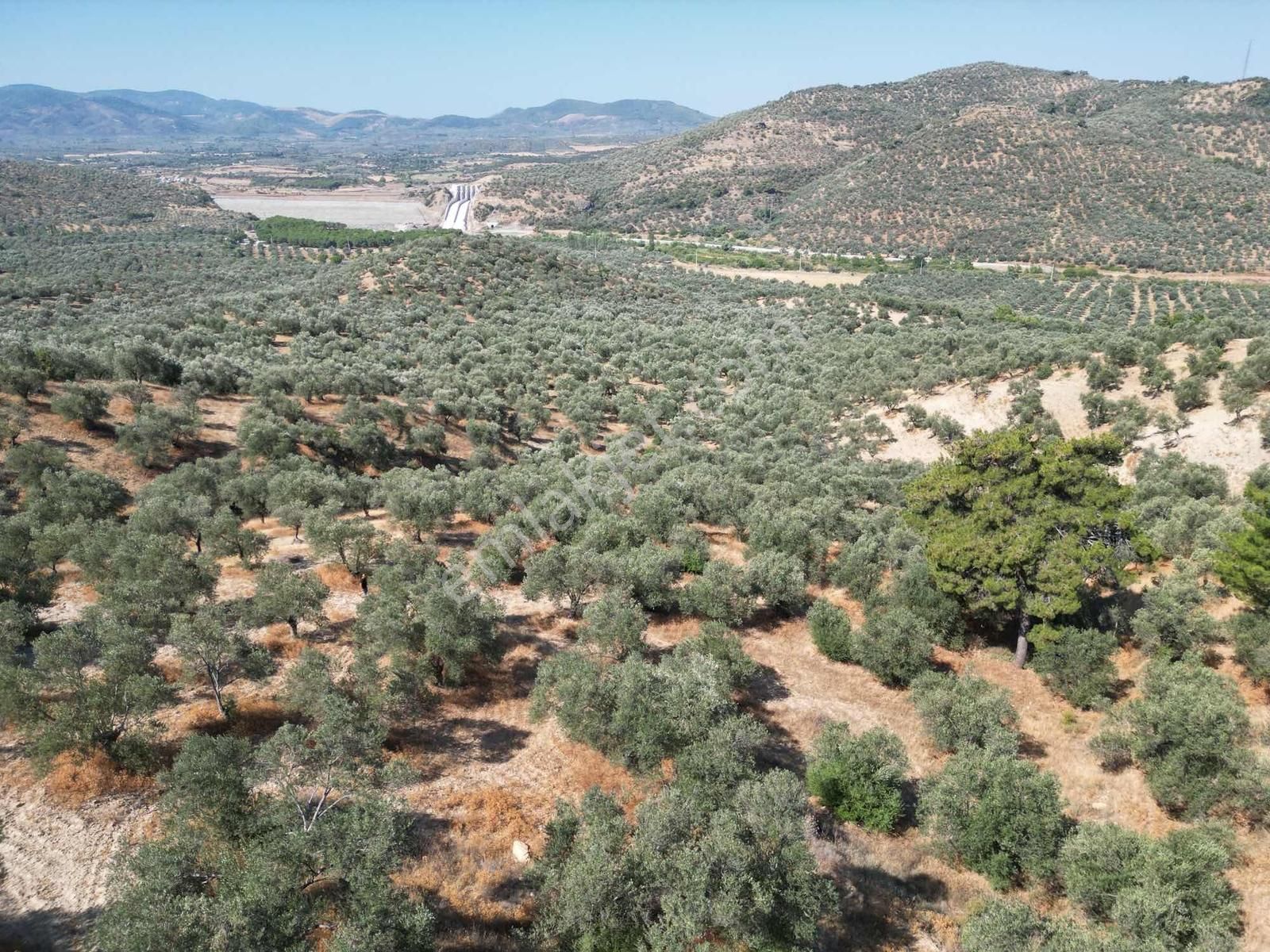 Onmax Burhaniye Hisar Köyü Satılık 2800 M2 Zeytinlik - Görsel 19