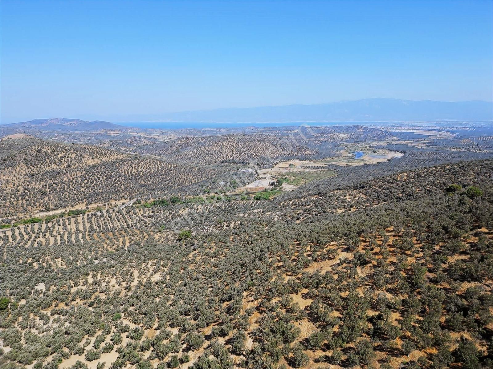 Onmax Burhaniye Hisar Köyü Satılık 2800 M2 Zeytinlik - Görsel 8