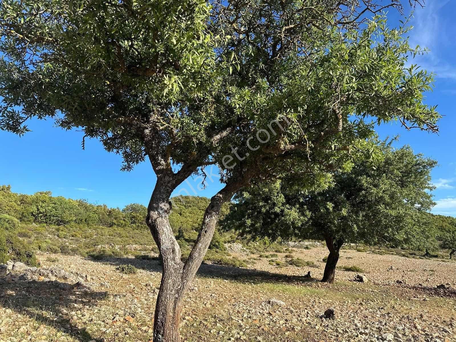 Kaş Gökçeyazı Da Müstakil 1.480 M2 Parsel ( Kısa Süreliğine ) - Görsel 10