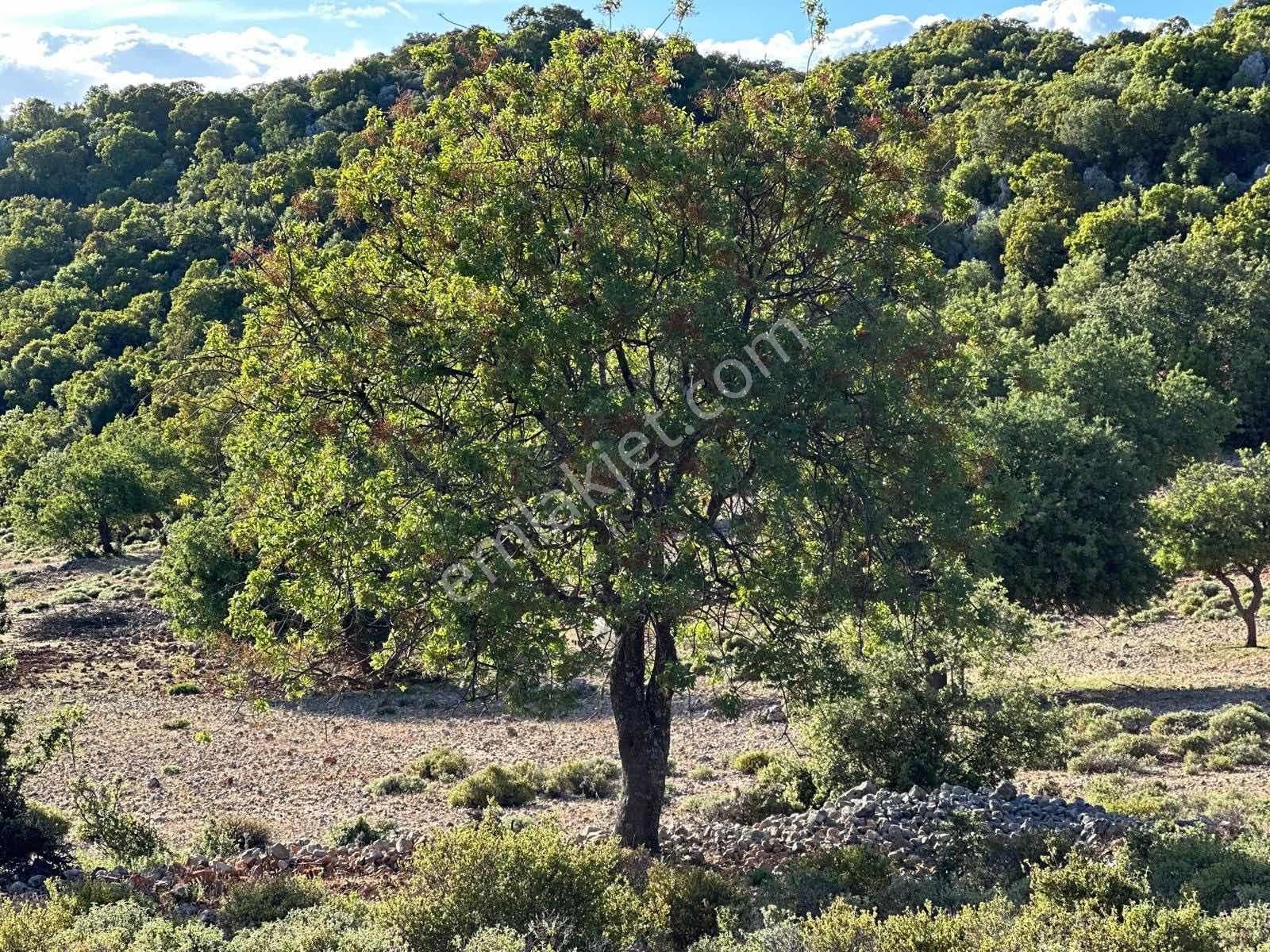 Kaş Gökçeyazı Da Müstakil 1.480 M2 Parsel ( Kısa Süreliğine ) - Görsel 9