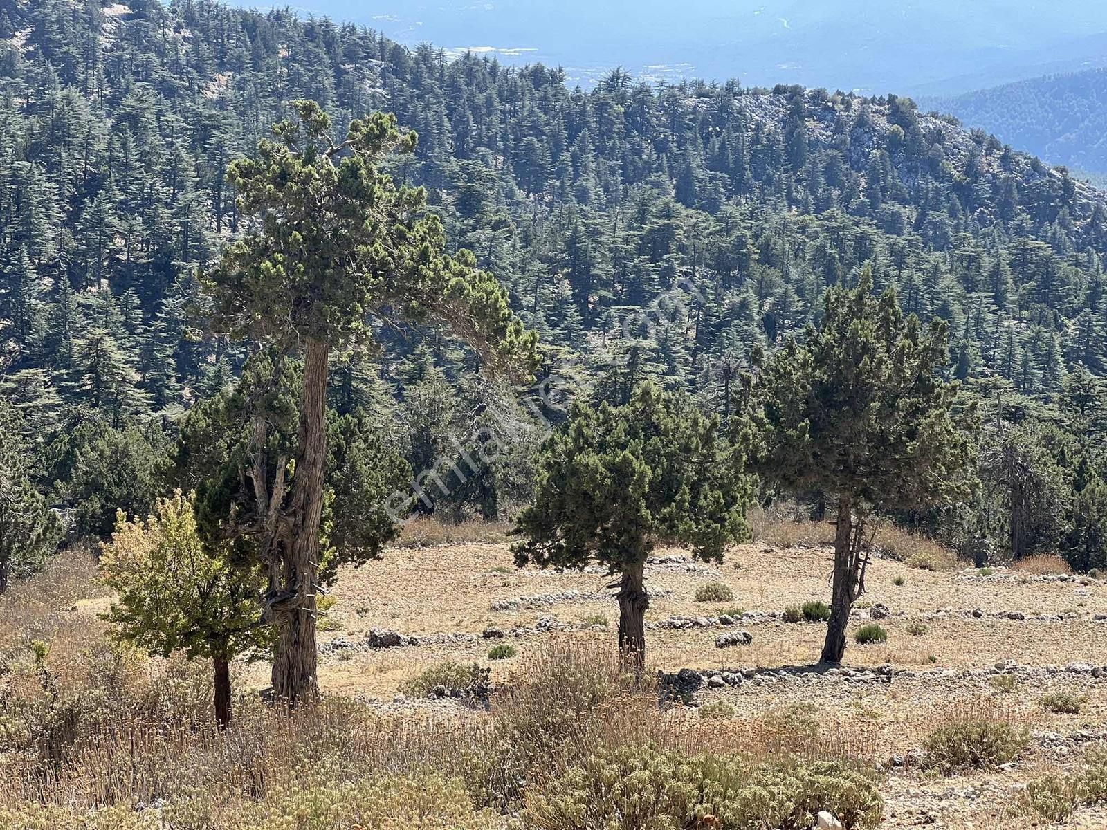 Kaş Çeşme De Yola Cephe 5.600 M2 Müstakil Tapu - Görsel 2