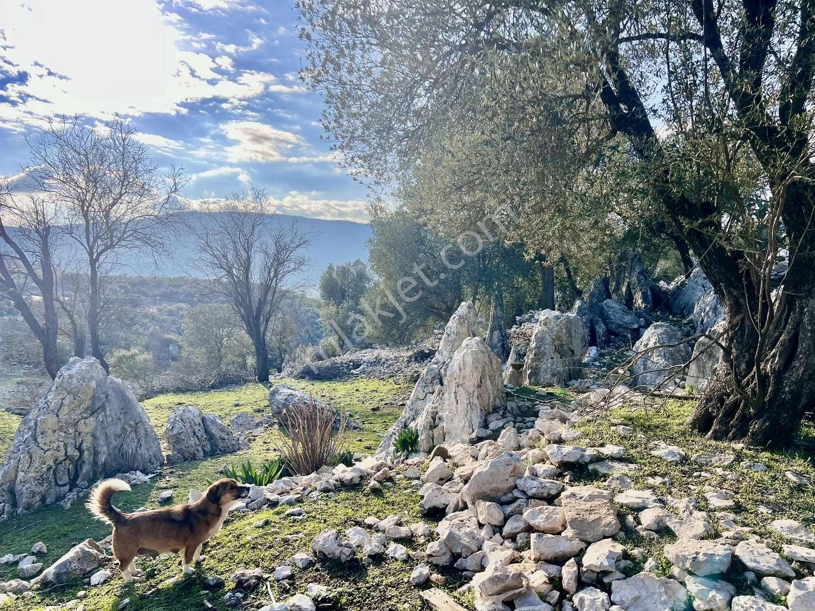 Kaş Ahatlı Da Kartal Yuvası Taş Ev Ve 1.770 M2 Bahçe - Görsel 17