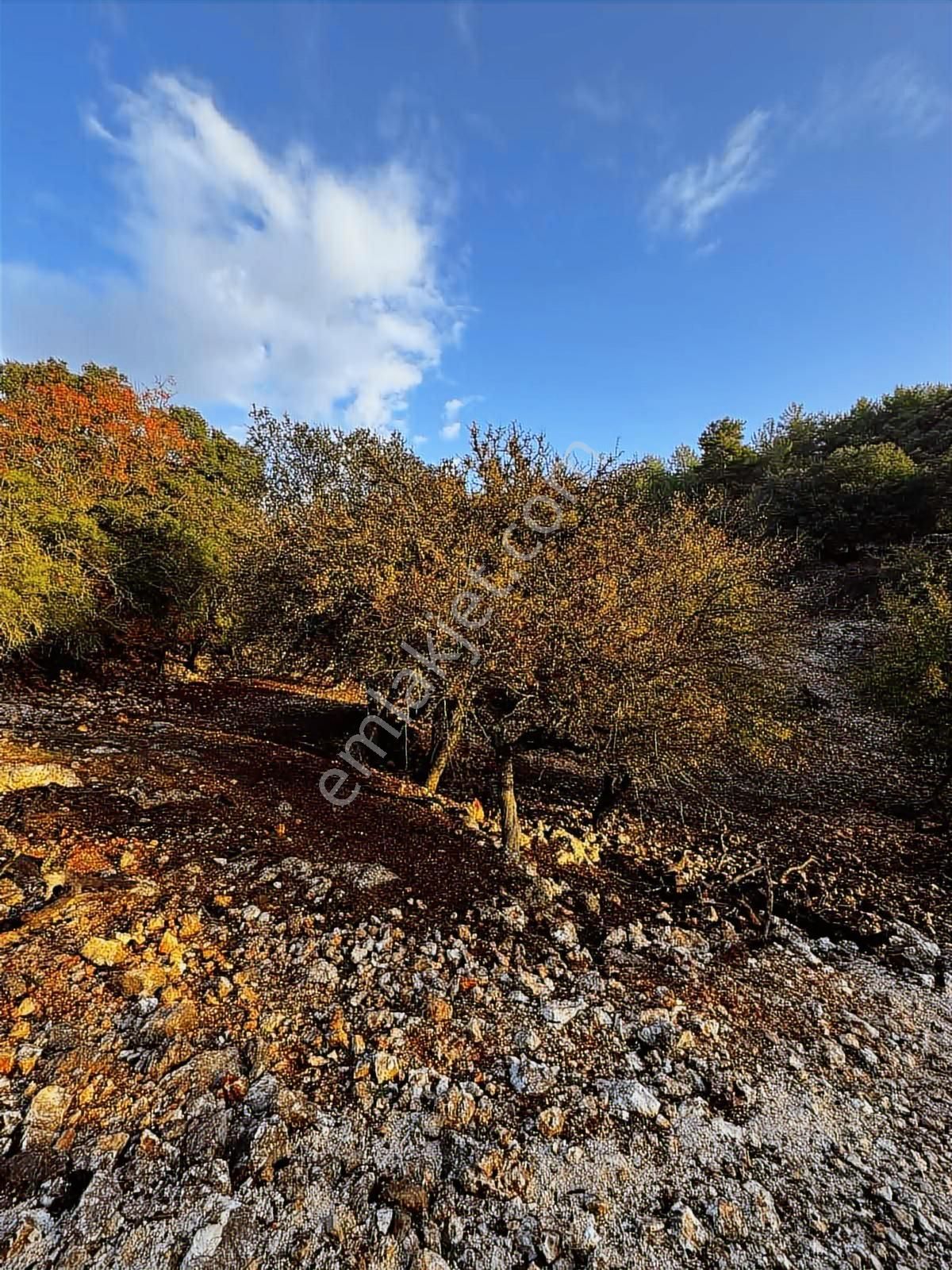 Davazlar'da Yola Cephe 4.600 M2 Tarla (araç Takasına Açıktır ) - Görsel 3