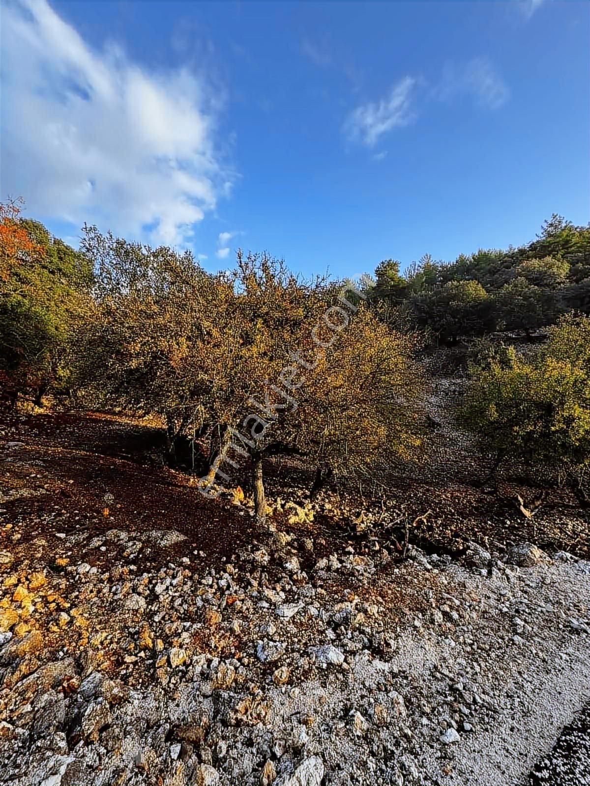 Davazlar'da Yola Cephe 4.600 M2 Tarla (araç Takasına Açıktır ) - Görsel 2