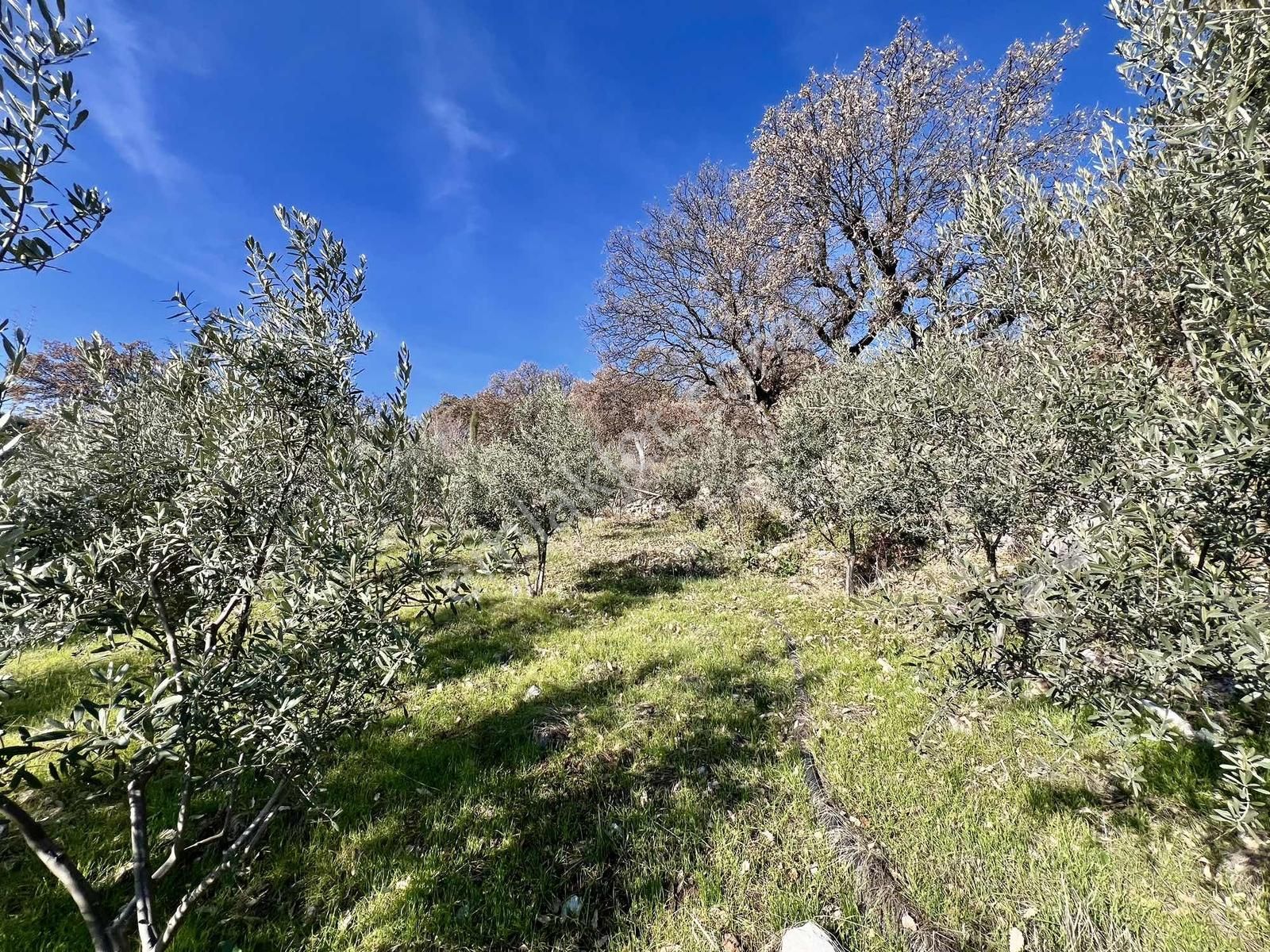 Kaş Çeşme Merkez De Mega'dan Ev Ve 1.250 M2 Bahçe - Görsel 27