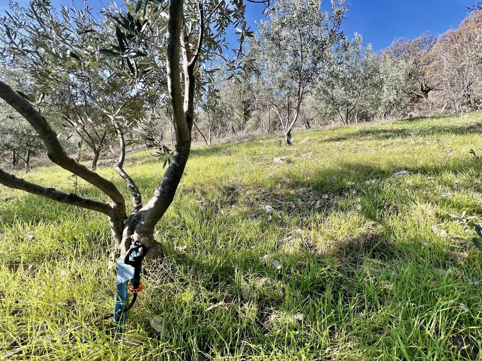 Kaş Çeşme Merkez De Mega'dan Ev Ve 1.250 M2 Bahçe - Görsel 11