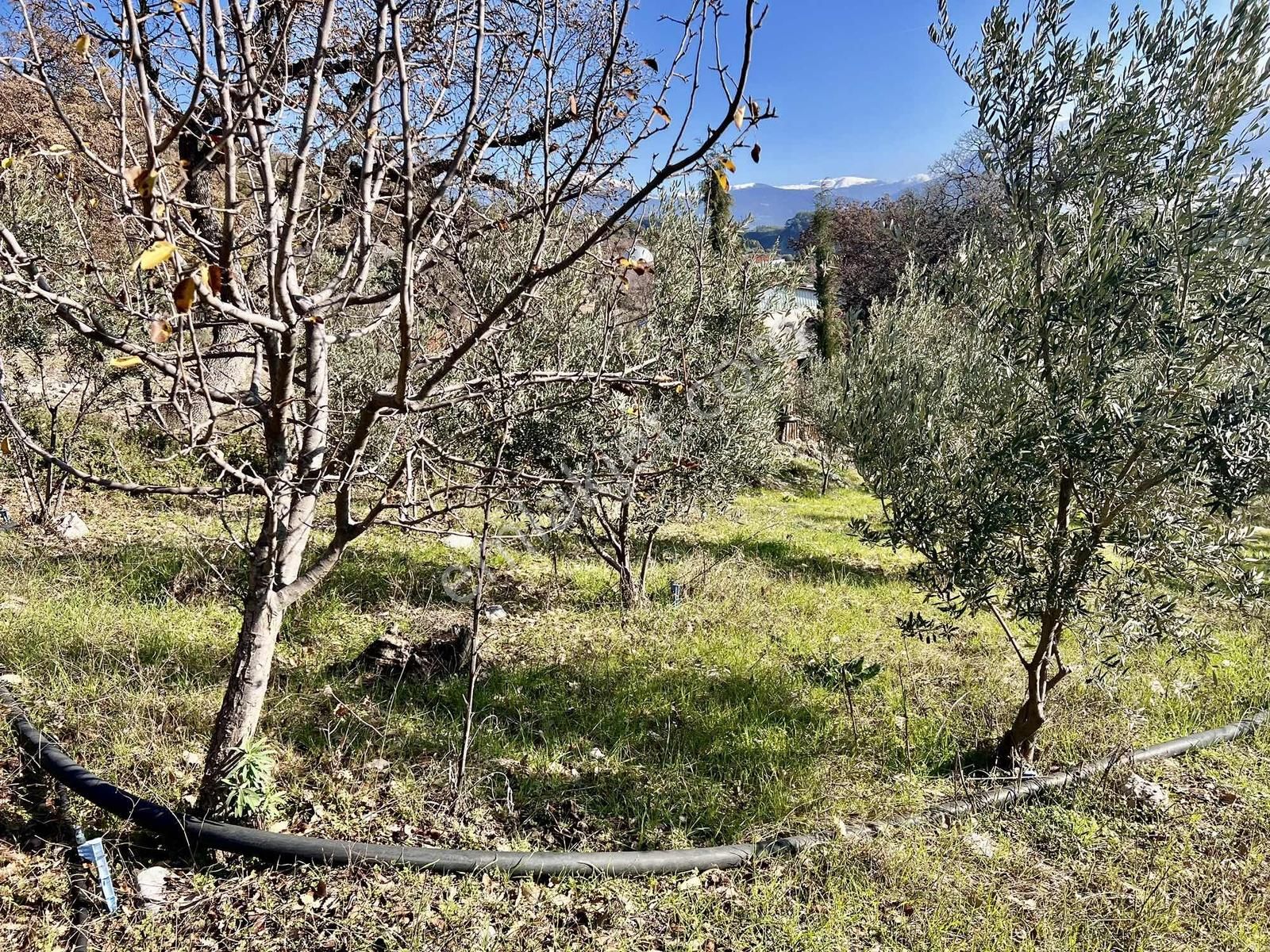 Kaş Çeşme Merkez De Mega'dan Ev Ve 1.250 M2 Bahçe - Görsel 18