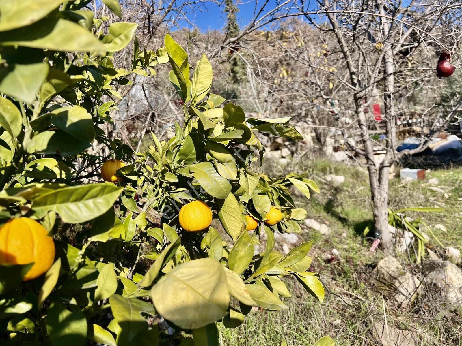 Kaş Çeşme Merkez De Mega'dan Ev Ve 1.250 M2 Bahçe - Görsel 23