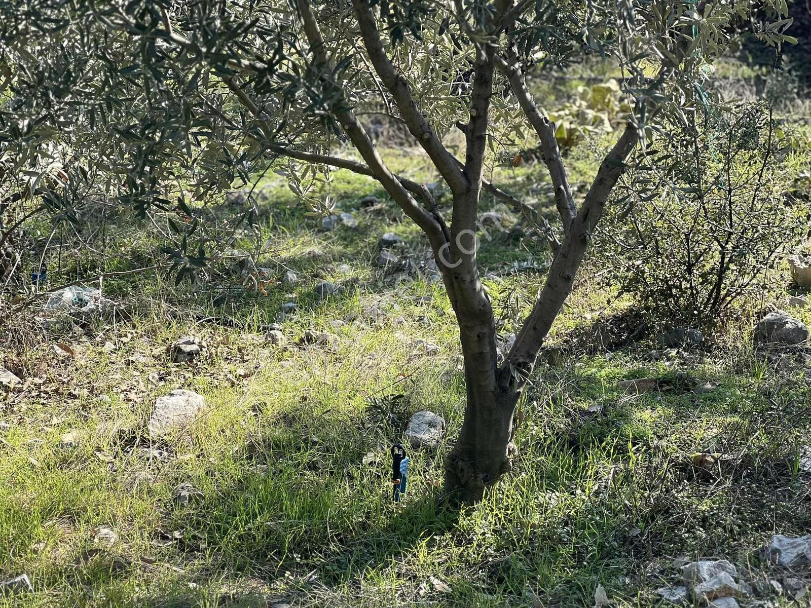 Kaş Çeşme Merkez De Mega'dan Ev Ve 1.250 M2 Bahçe - Görsel 34