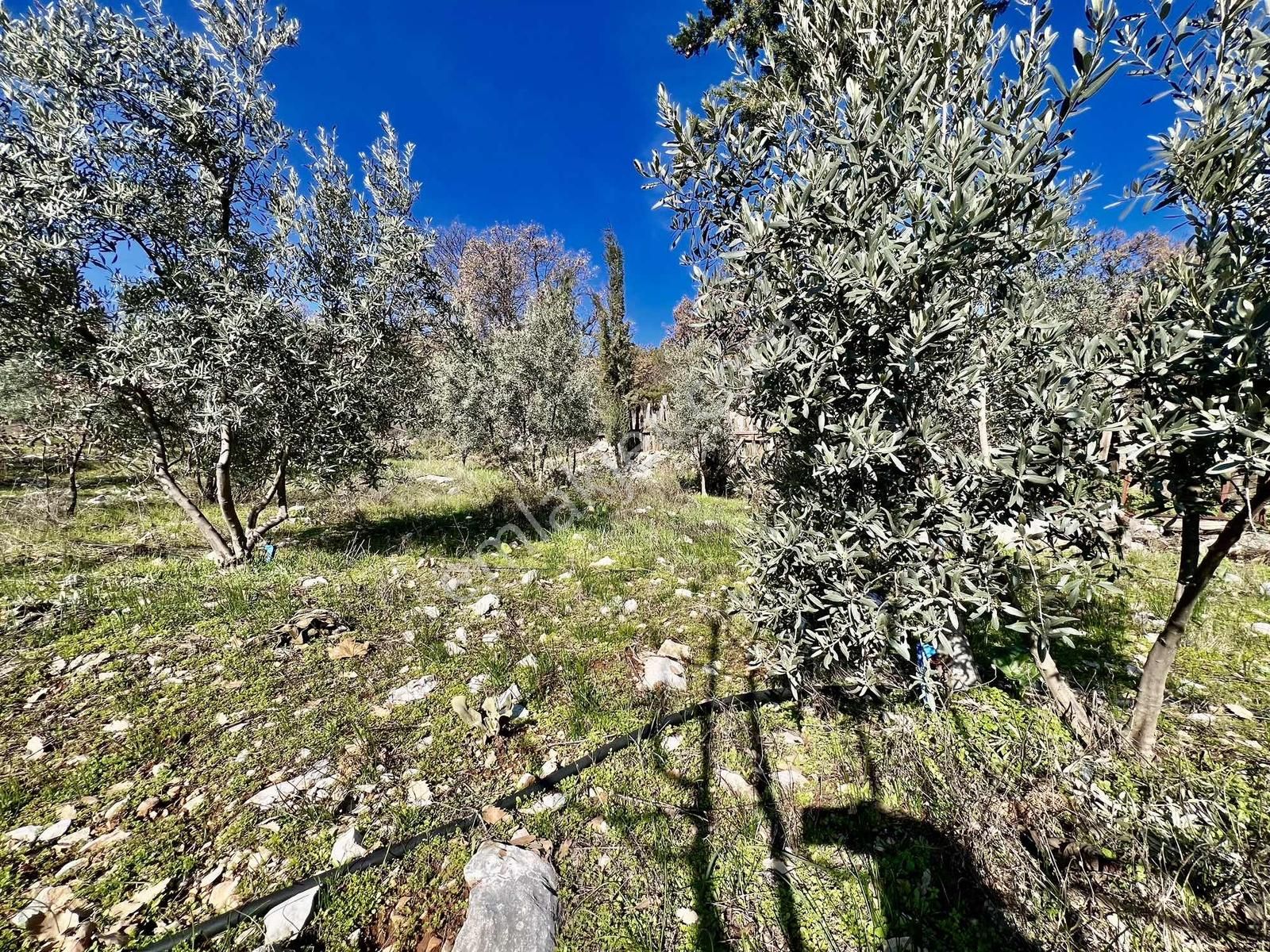 Kaş Çeşme Merkez De Mega'dan Ev Ve 1.250 M2 Bahçe - Görsel 31