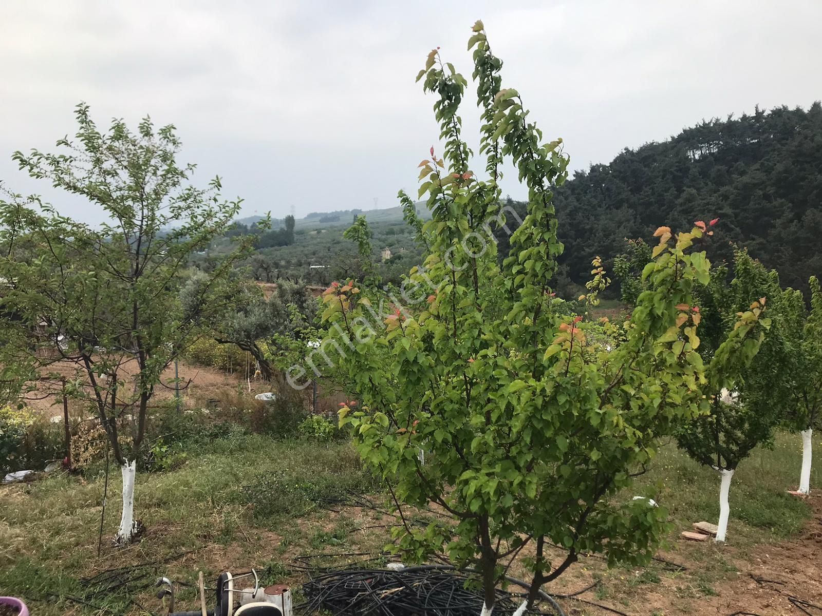 Bursa Osmangazi Gündoğdu Mah.'de Satılık Fırsat Tarla - Görsel 13