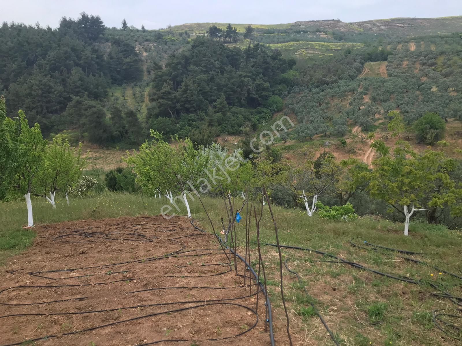 Bursa Osmangazi Gündoğdu Mah.'de Satılık Fırsat Tarla - Görsel 6